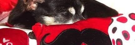 Pug Hollow Sanctuary - A Senior Small Dog Hospice banner