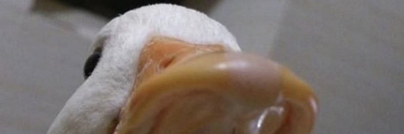 kapichu_'s profile banner image