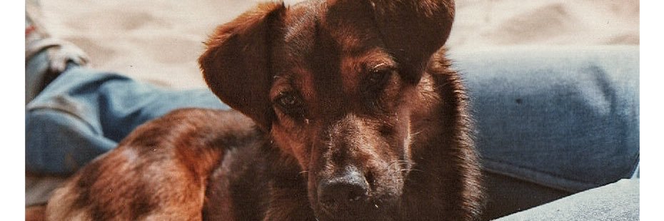 🐶+🚗+🌞=💀 📞999 banner