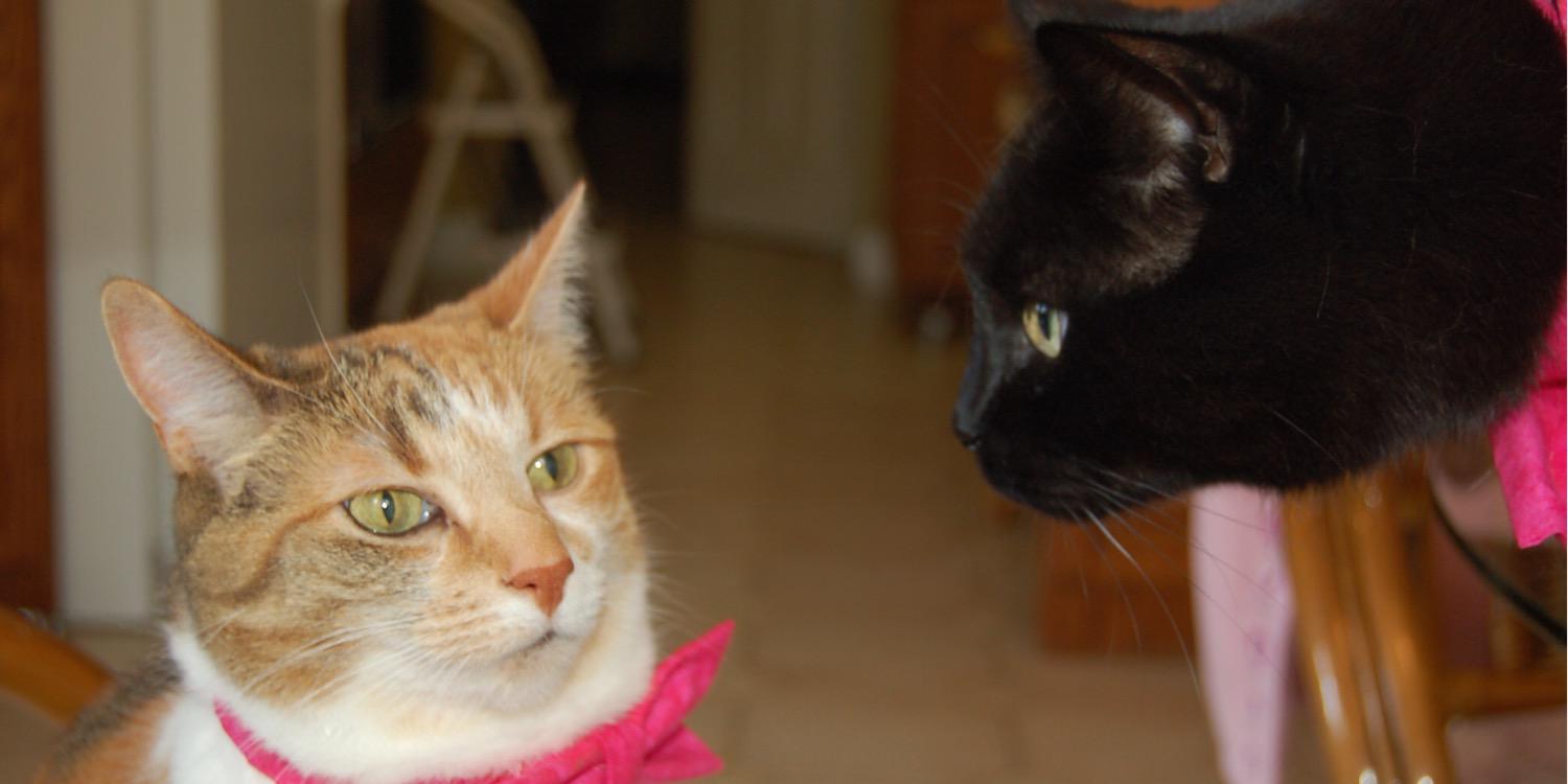 Zipper da Kitty banner