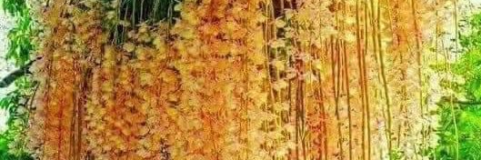 Lucia banner