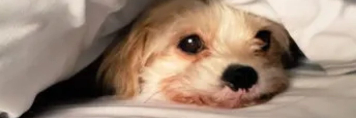 Catherine Maclean (@jcmecon.bsky.social) banner