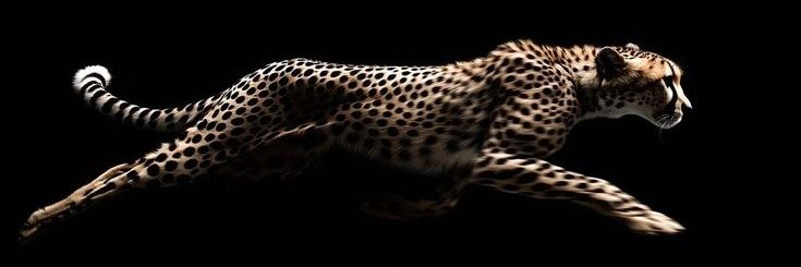 ascinscorpion's profile banner image