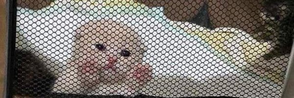 _kaetae Profile Banner