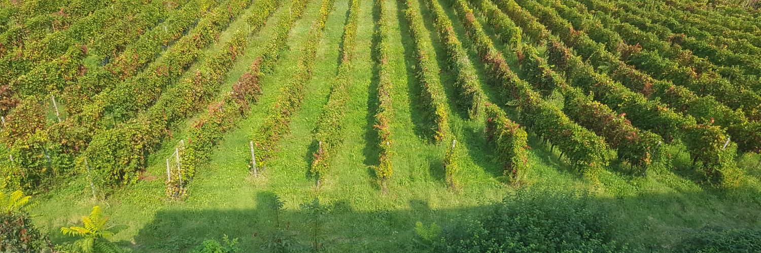 FiambertiVini's profile banner image