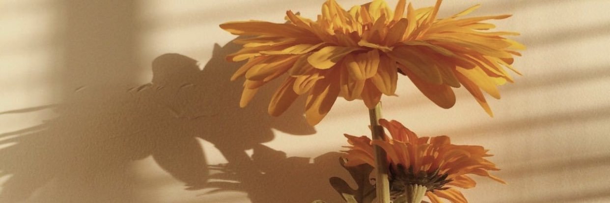 Alexadla's profile banner image