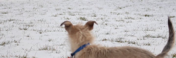 misswooby's profile banner image