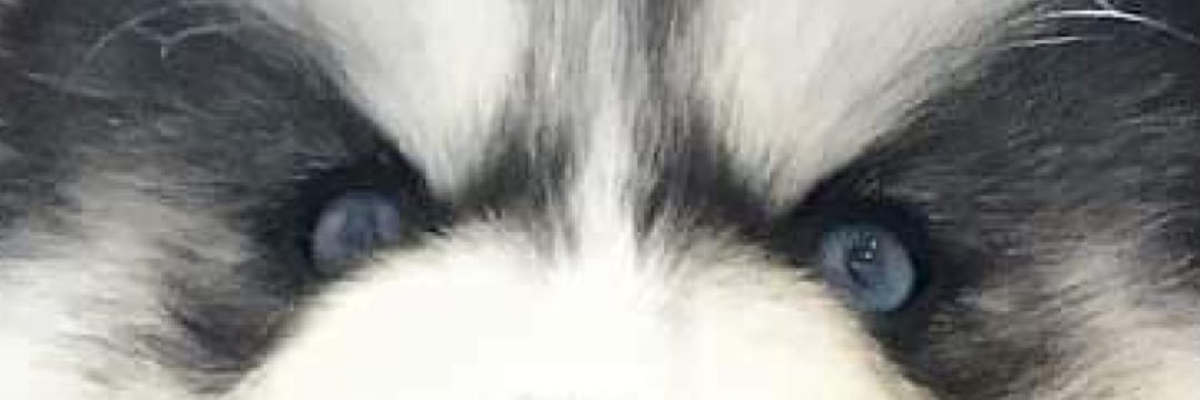 goespentol's profile banner image