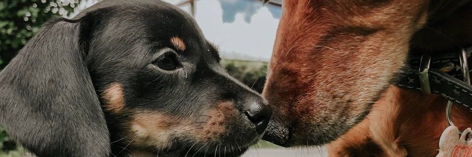 sofifranchetti's profile banner image