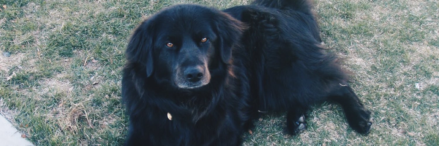 ShayeHaley's profile banner image