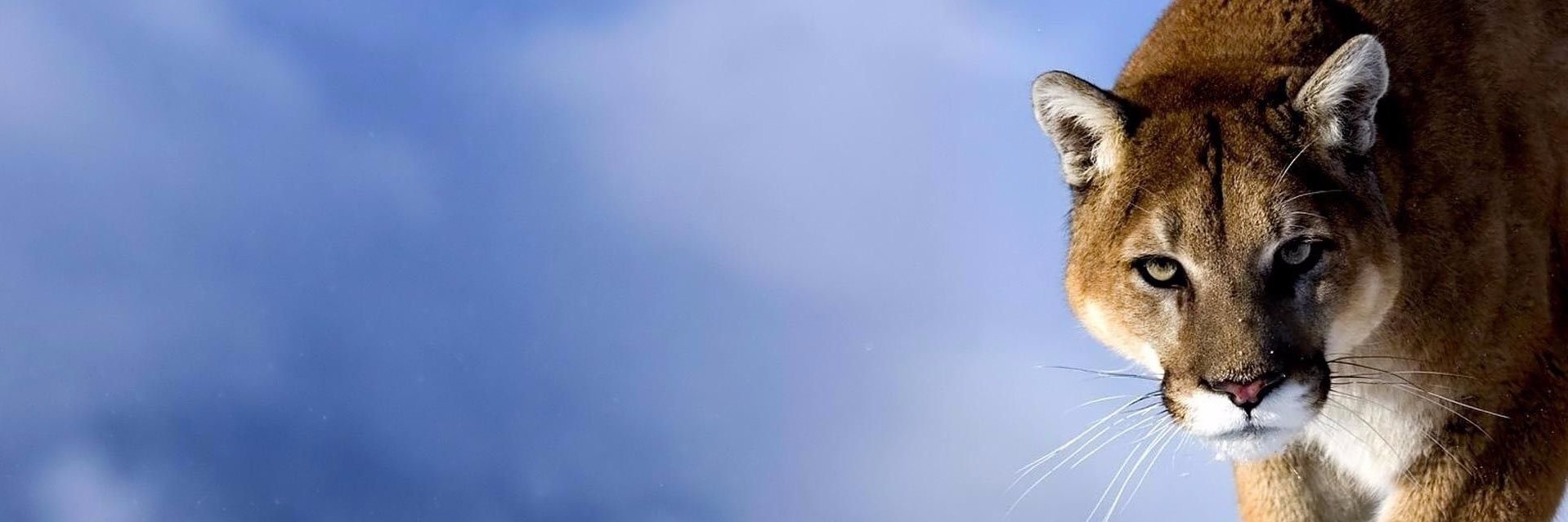 Ananda Dhital banner