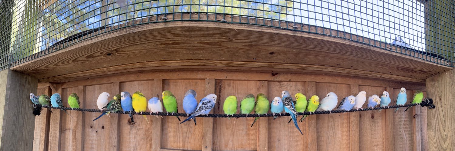 Alex Shchedrin banner