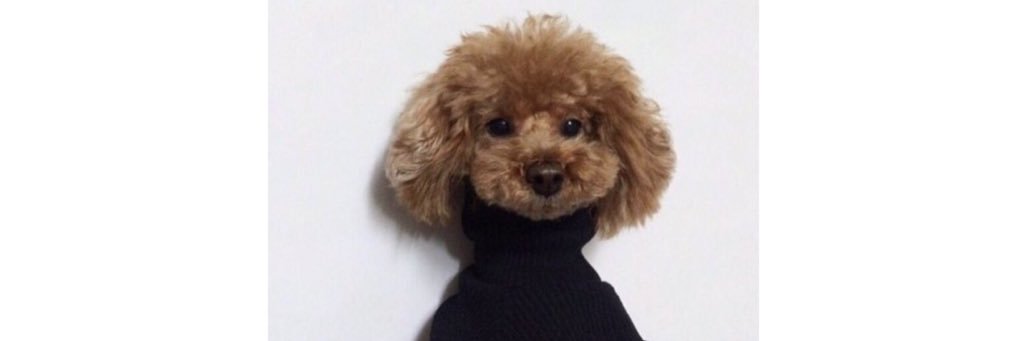 Hail_arii's profile banner image