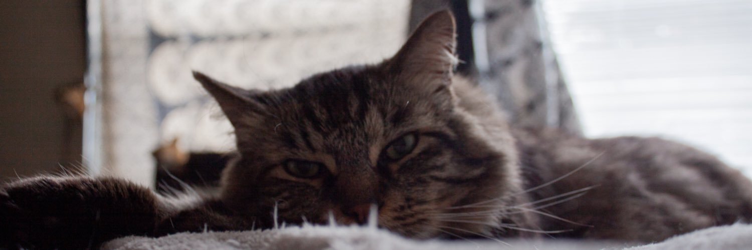 kayteelynn3's profile banner image