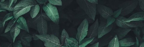 연근 banner