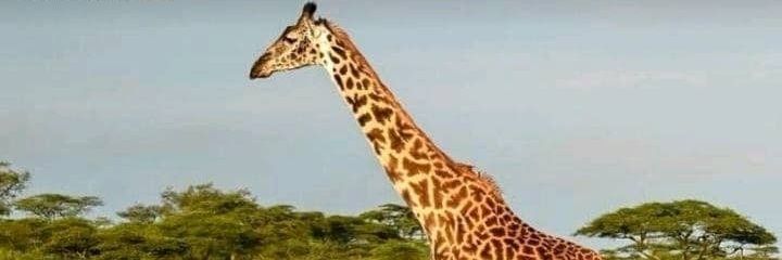 bwasu's profile banner image