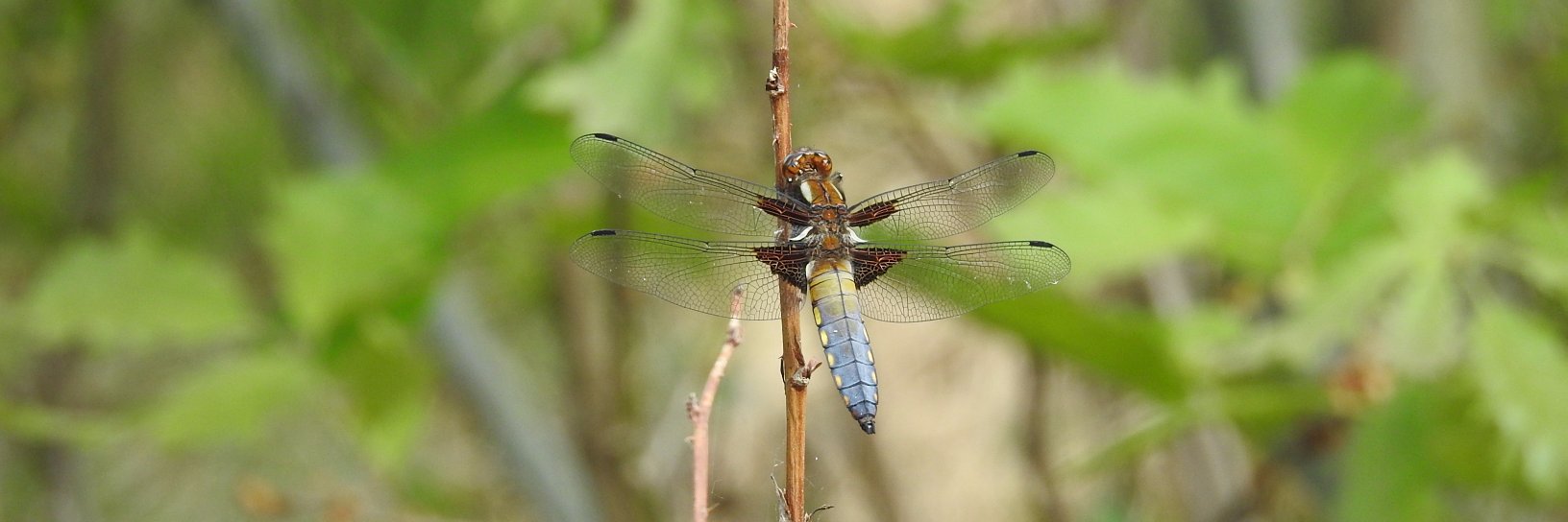 Juffers en Libellen banner