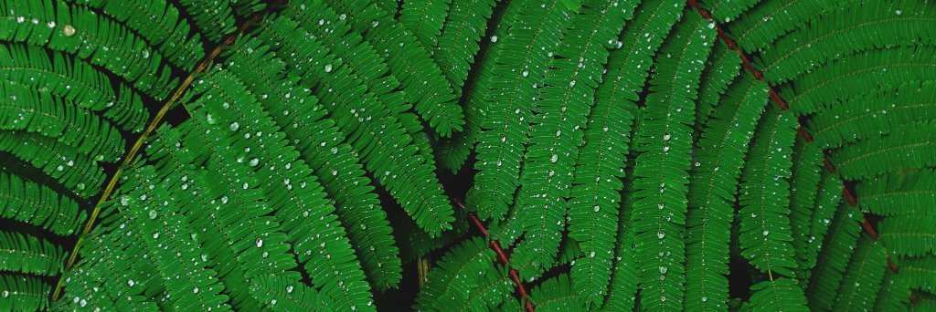 The Climate Show banner