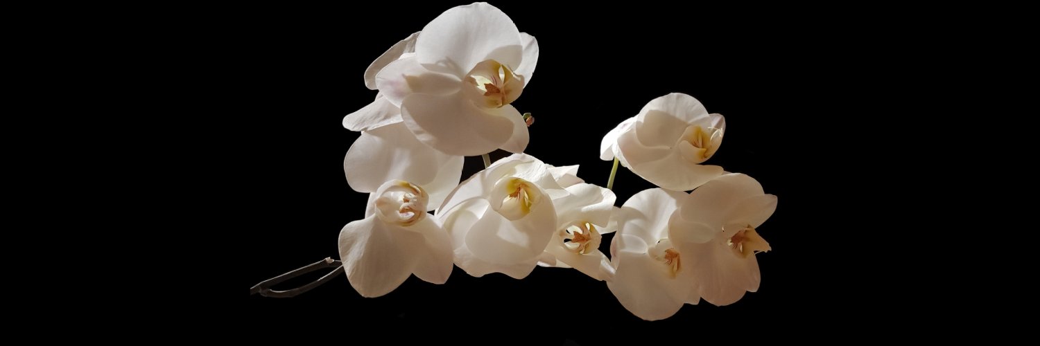 Brendon B. Brendon banner