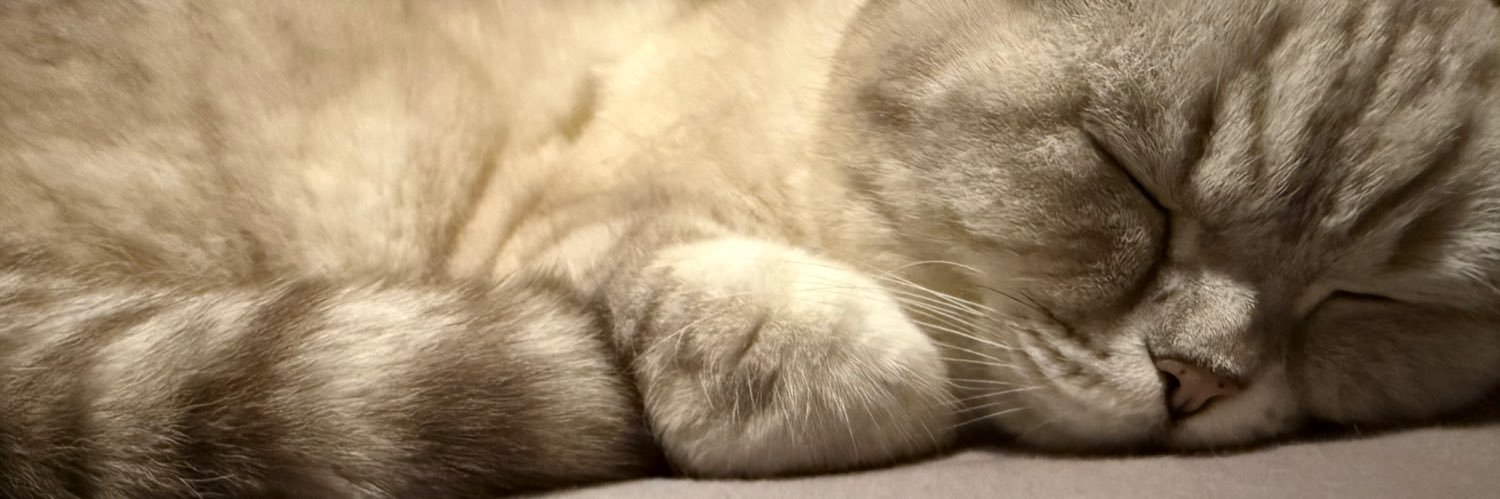 Councillor Lorraine Cameron banner