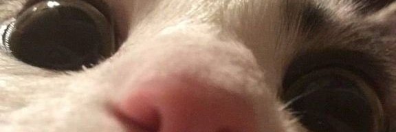 auto banner