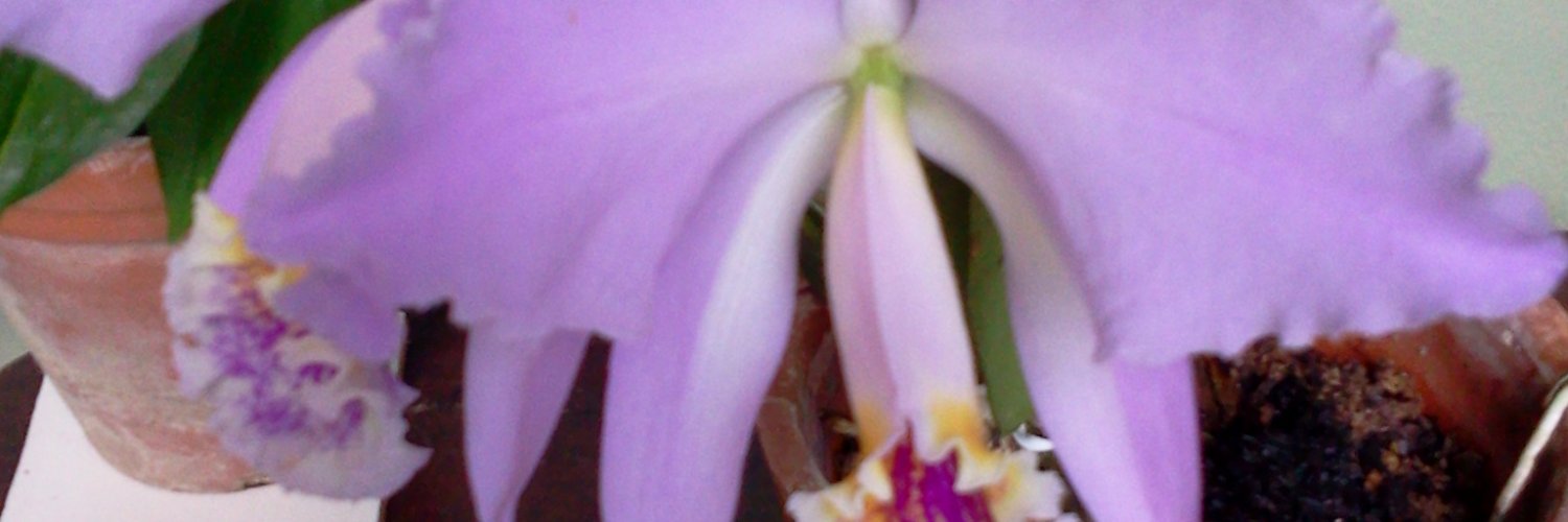 c_ondina's profile banner image