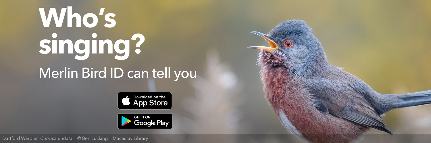 Merlin Bird ID banner
