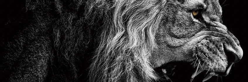 rich_olsen's profile banner image