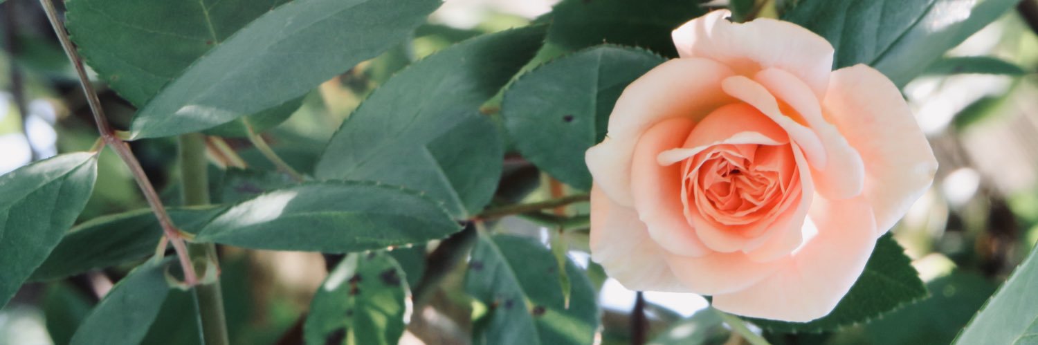 jamjambaker's profile banner image