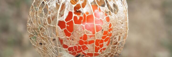 GunayGuler's profile banner image