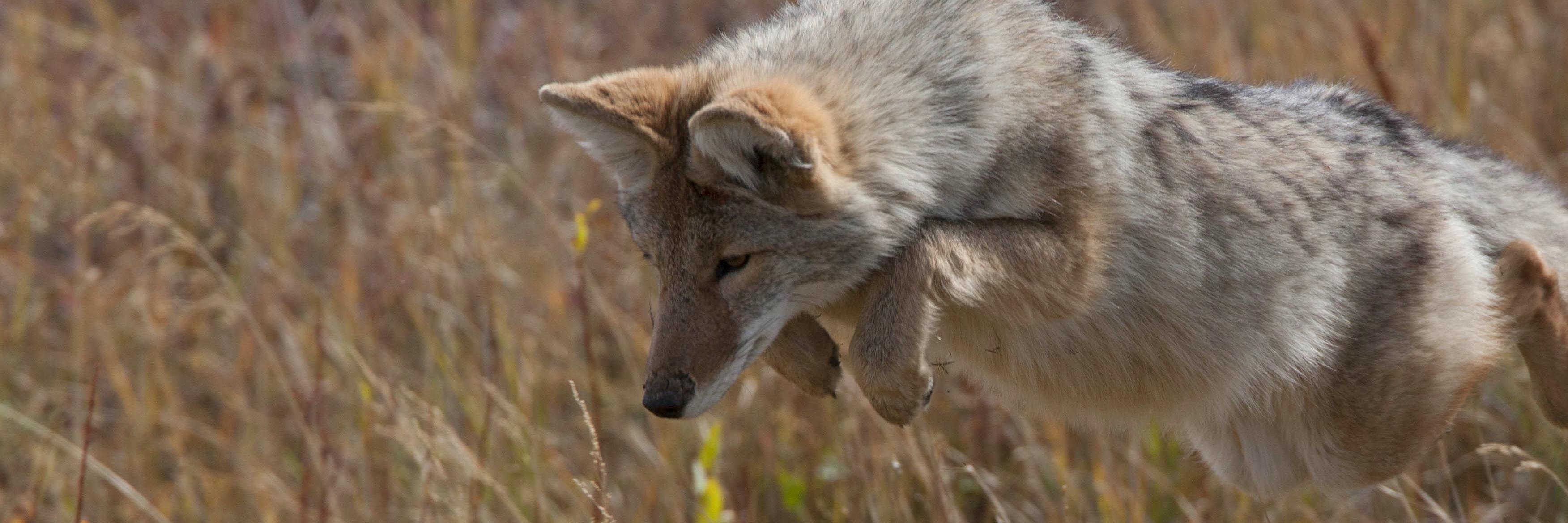 SeijYote's profile banner image