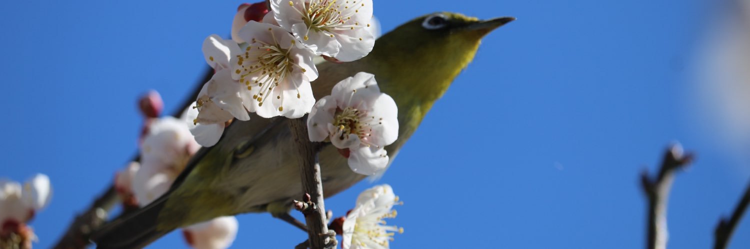 ngybhitoshi's profile banner image
