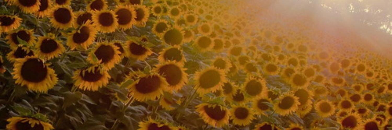 KostrevCat's profile banner image