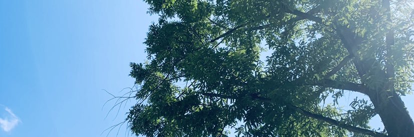 オペラ座のタイ人 banner
