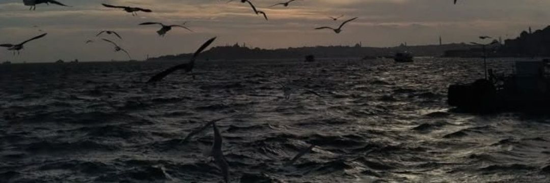 S E N banner