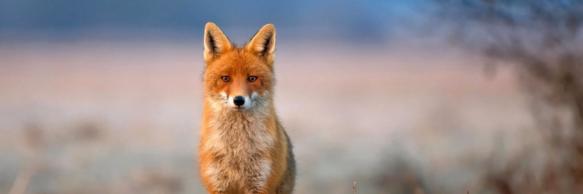1Fox banner
