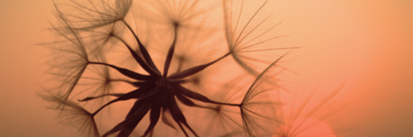 aabutaka Profile Banner