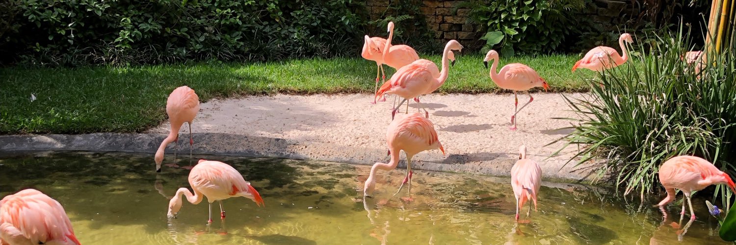 Fast Cars Fast Girls 🦩🏁🦩 banner