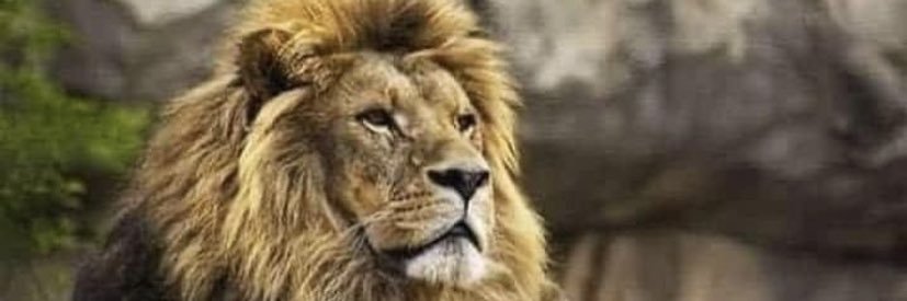 T.C.Bryant III banner