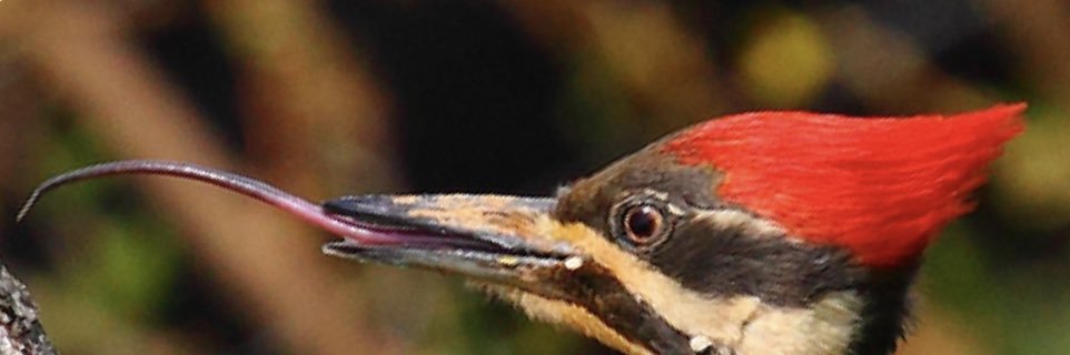 Rep. Dr. Swamp Ninja banner