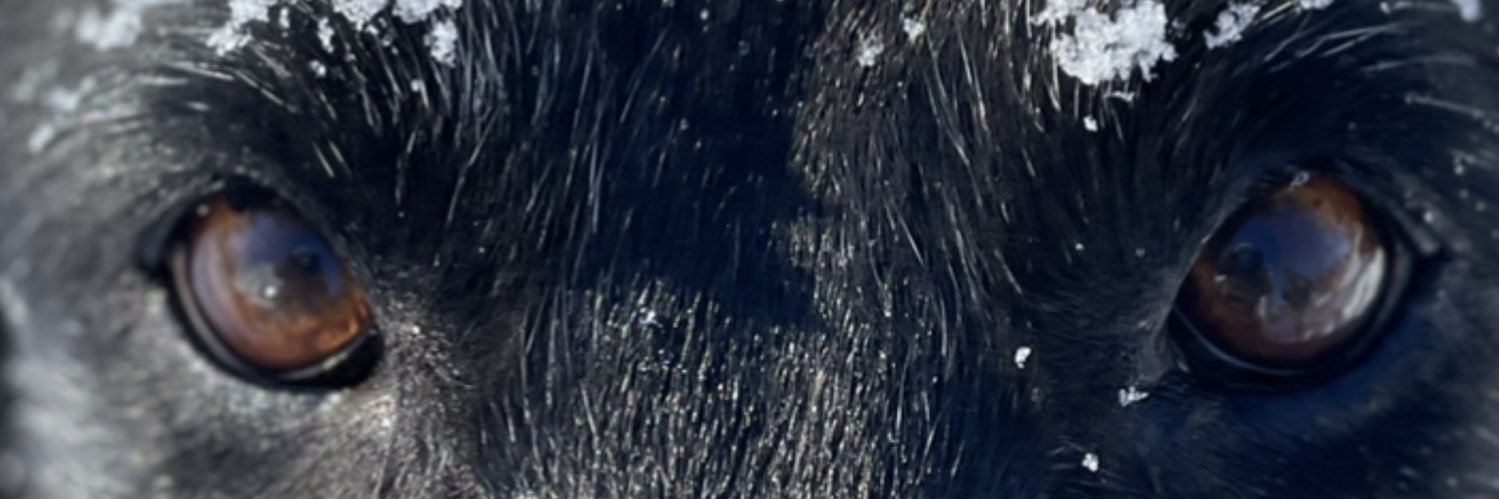 Paul Gotham's banner