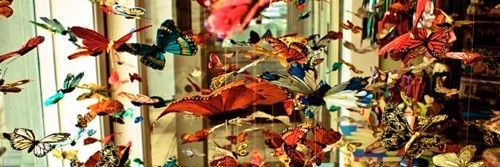 𝔹𝕝𝕒𝕔𝕜𝕎𝕚𝕟𝕘𝕤𝕆𝕟𝔸𝔹𝕝𝕒𝕔𝕜𝕊𝕜𝕪🦋 banner