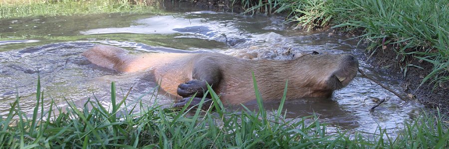 TheCuteCapybara's profile banner image