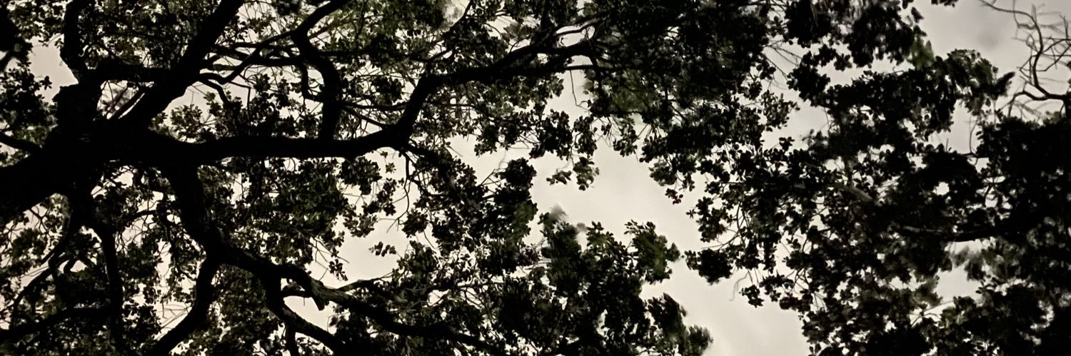 LiraCuervo's profile banner image