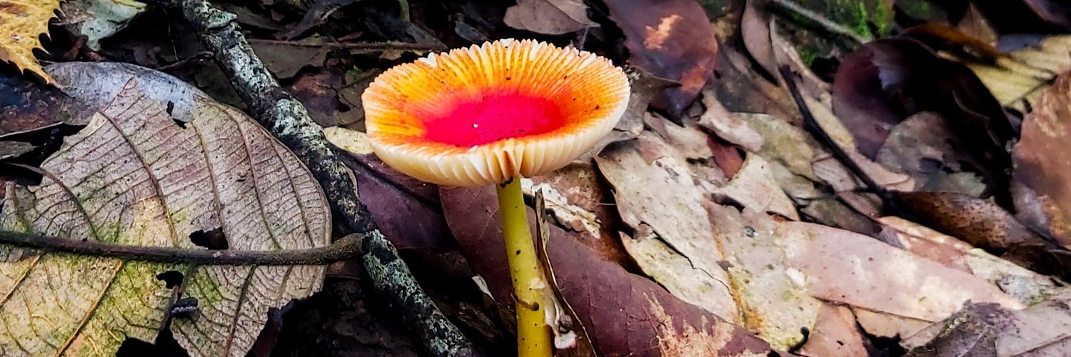 ddeadsoul's profile banner image