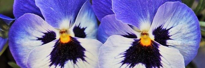 ibarramarisol's profile banner image