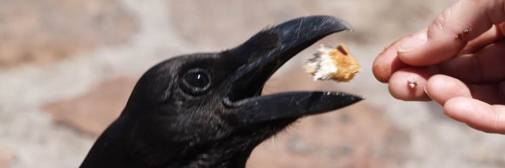 -El Doctor- Hernández banner