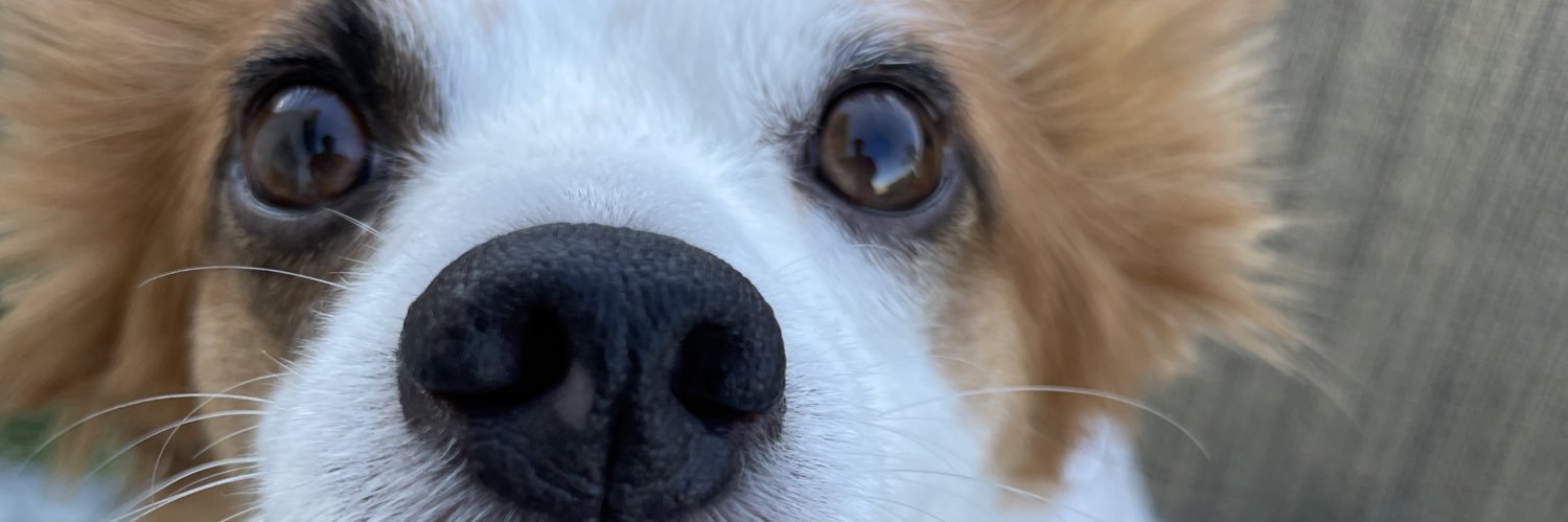 tommythann's profile banner image