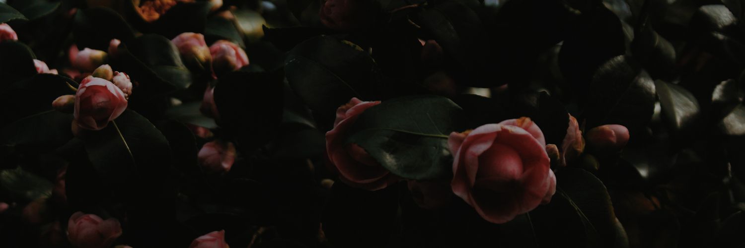 immermmer's profile banner image