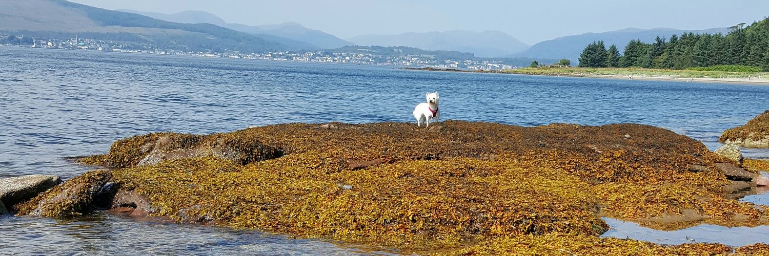 Scott Gourlay banner